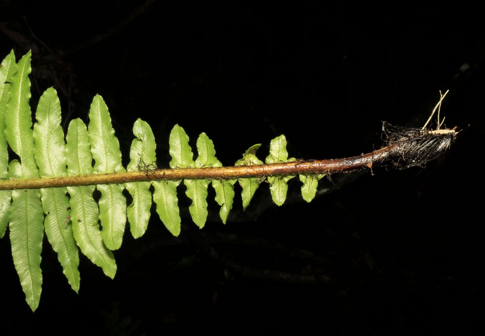 Blechnaceae Neoblechnum brasiliense