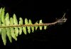 image of Neoblechnum brasiliense