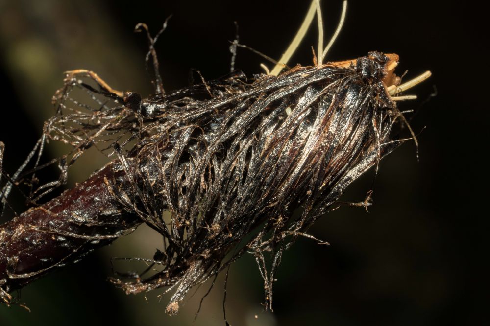 Blechnaceae Neoblechnum brasiliense