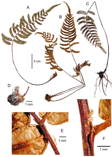 Blechnaceae Parablechnum obtusum