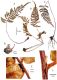 image of Parablechnum obtusum