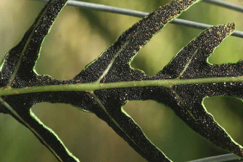 Lomariopsidaceae Bolbitis portoricensis