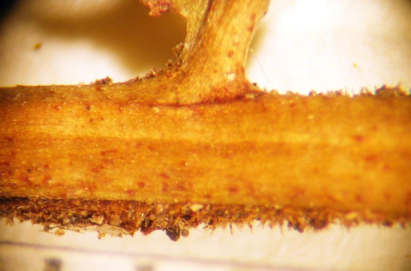 Tectariaceae Triplophyllum funestum