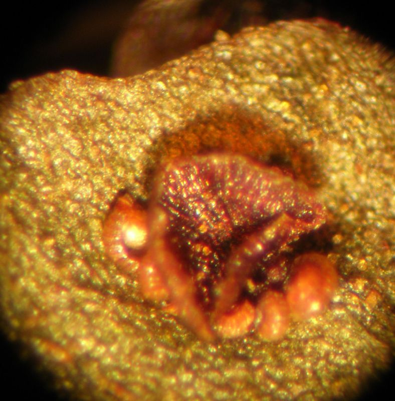 Tectariaceae Triplophyllum dicksonioides