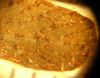 image of Triplophyllum chocoense