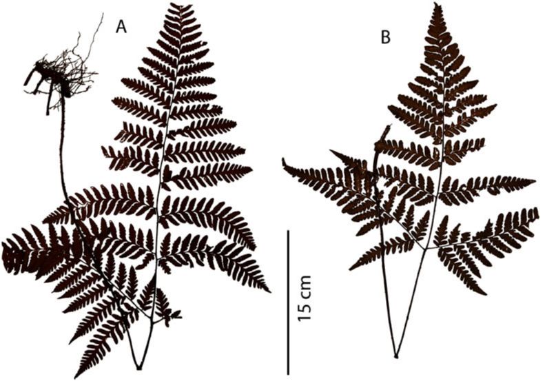 Tectariaceae Triplophyllum hirsutum
