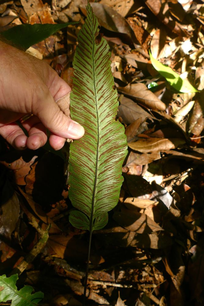 Athyriaceae Diplazium plantaginifolium