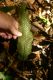 image of Diplazium plantaginifolium
