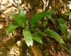 image of Diplazium plantaginifolium