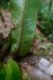 image of Elaphoglossum backhousianum