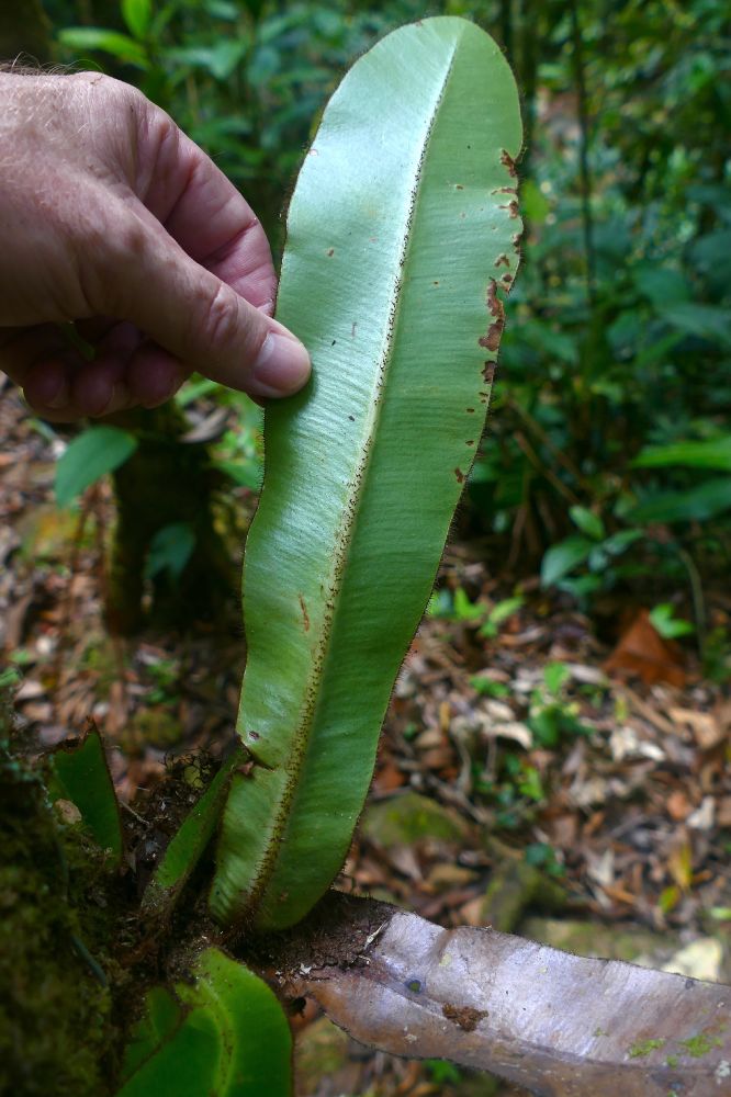 Dryopteridaceae Elaphoglossum backhousianum