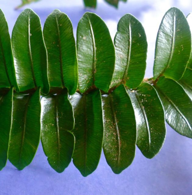 Lomariopsidaceae Lomariopsis vestita