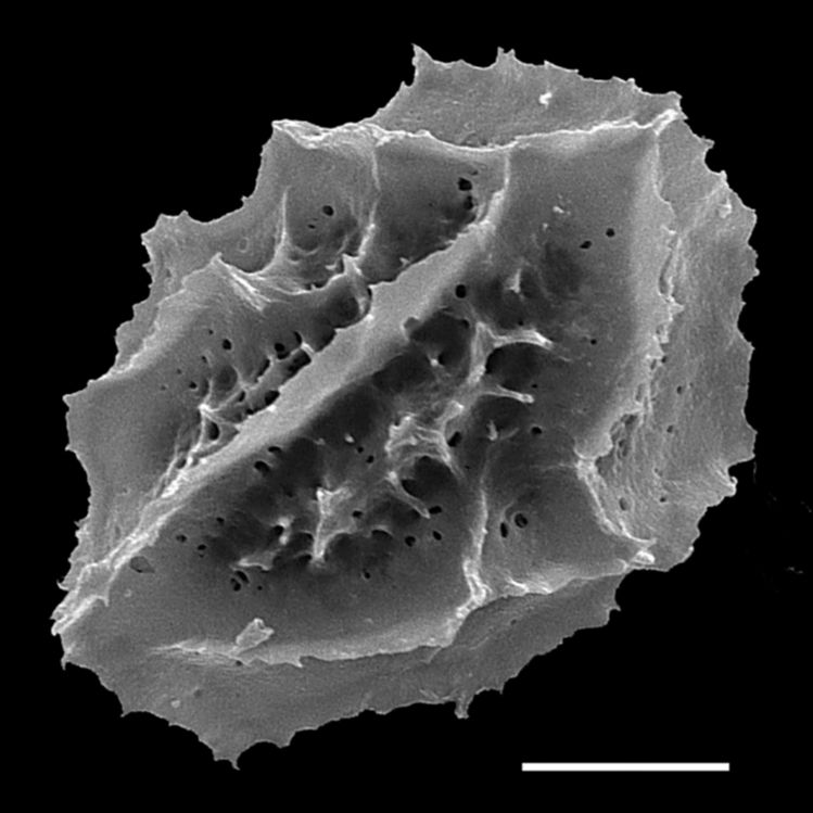 Aspleniaceae Asplenium platyneuron