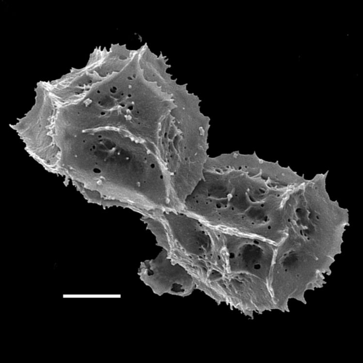 Aspleniaceae Asplenium rhizophyllum