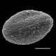image of Athyrium dombeyi