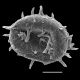 image of Deparia prolifera