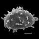image of Deparia prolifera