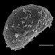 image of Athyrium dombeyi