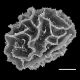image of Homalosorus pycnocarpon