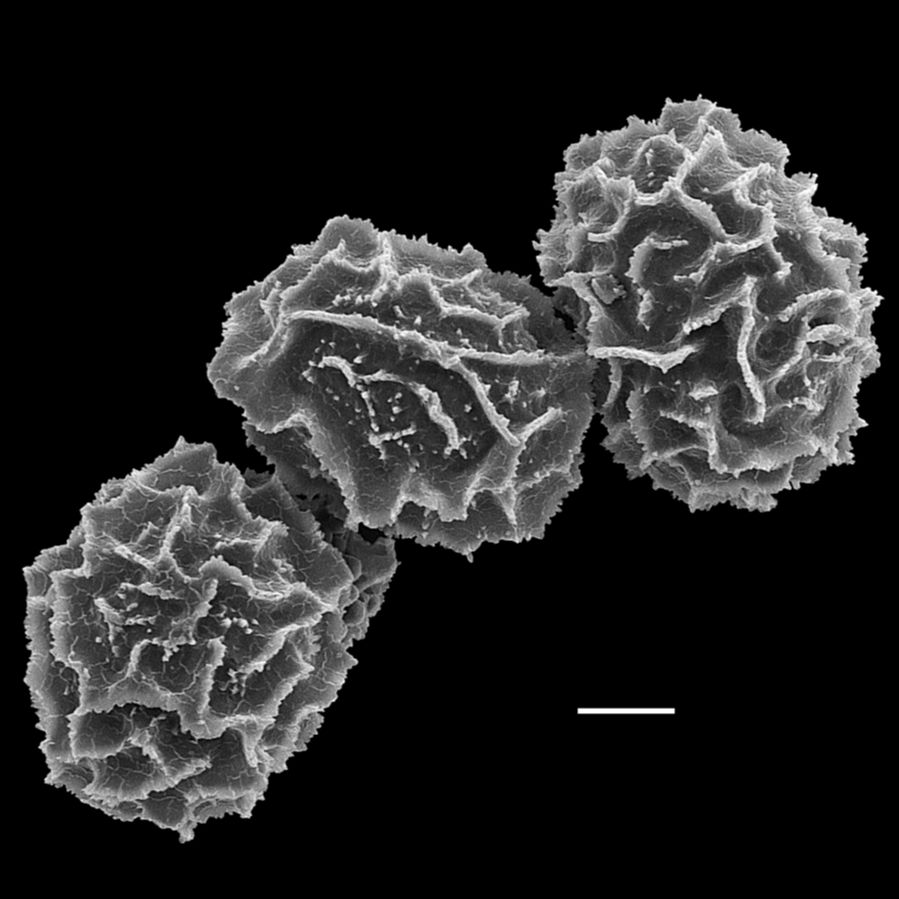 Diplaziopsidaceae Homalosorus pycnocarpon