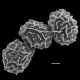 image of Homalosorus pycnocarpon