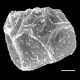 image of Lomaria discolor
