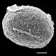 image of Cranfillia fluviatilis