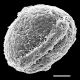 image of Cranfillia fluviatilis