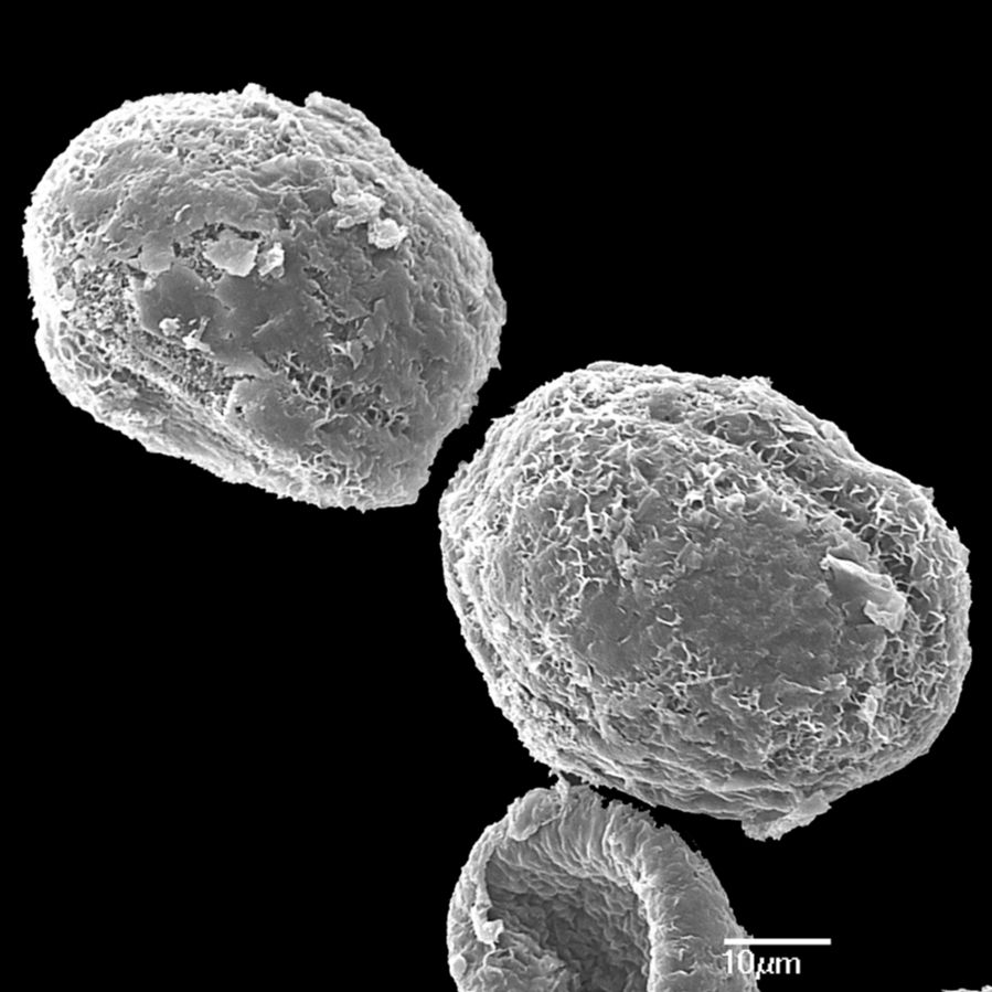 Blechnaceae Cranfillia fluviatilis