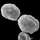 image of Cranfillia fluviatilis