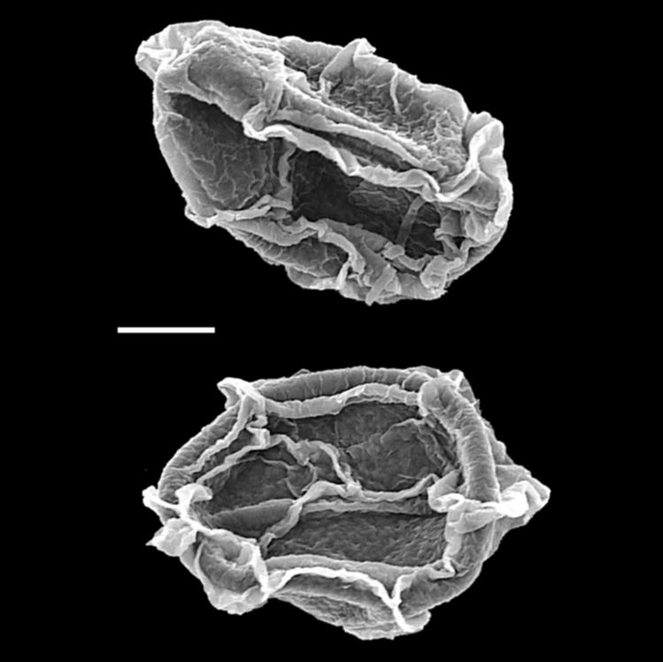 Blechnaceae Cranfillia nigra