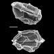 image of Cranfillia nigra