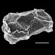 image of Cranfillia nigra
