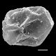 image of Lomaria nuda