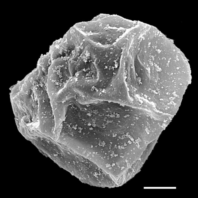Blechnaceae Lomaria nuda