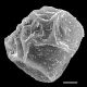 image of Lomaria nuda