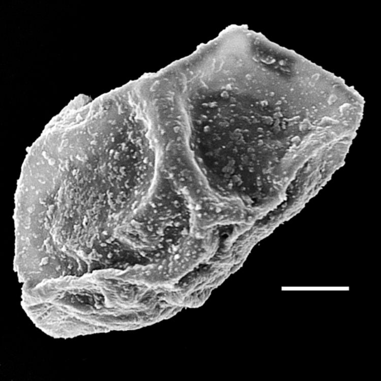 Blechnaceae Lomaria nuda