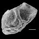 image of Lomaria nuda