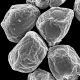 image of Lomaria spannagelii