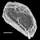 image of Lomaria spannagelii