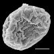 image of Cranfillia caudata