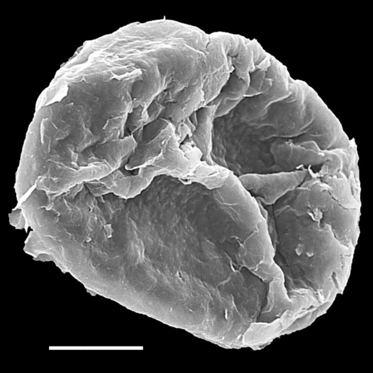 Blechnaceae Cranfillia caudata