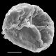 image of Cranfillia caudata