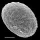 image of Cranfillia vulcanica