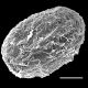image of Cranfillia vulcanica