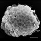 image of Blechnidium melanopus
