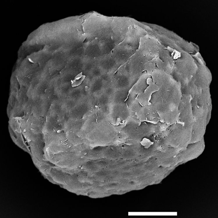 Blechnaceae Blechnidium melanopus