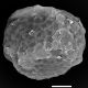 image of Blechnidium melanopus