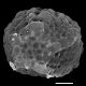 image of Blechnidium melanopus