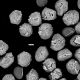 image of Blechnidium melanopus
